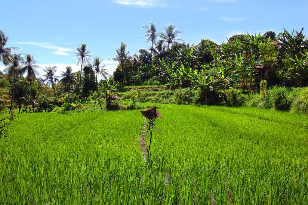 Indo Rumah Zengarden Pabean Buleleng Kültér fotó